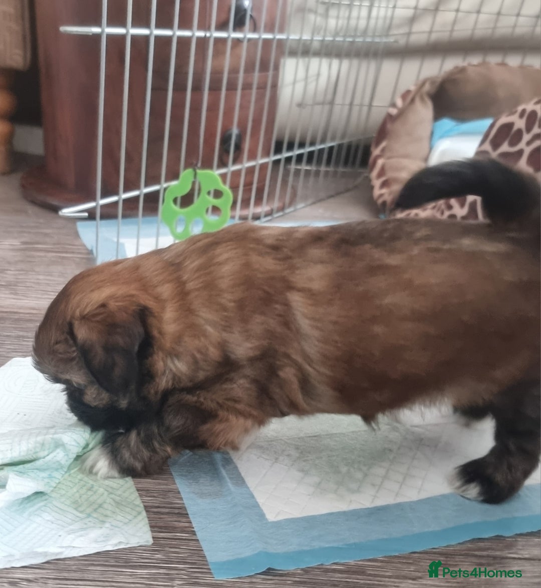 Shih Tzu dogs for sale: Shihtzu pupies. - Image 13