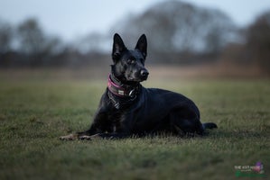 German Shepherd dogs Working German Shepherd Puppies - Advert 5