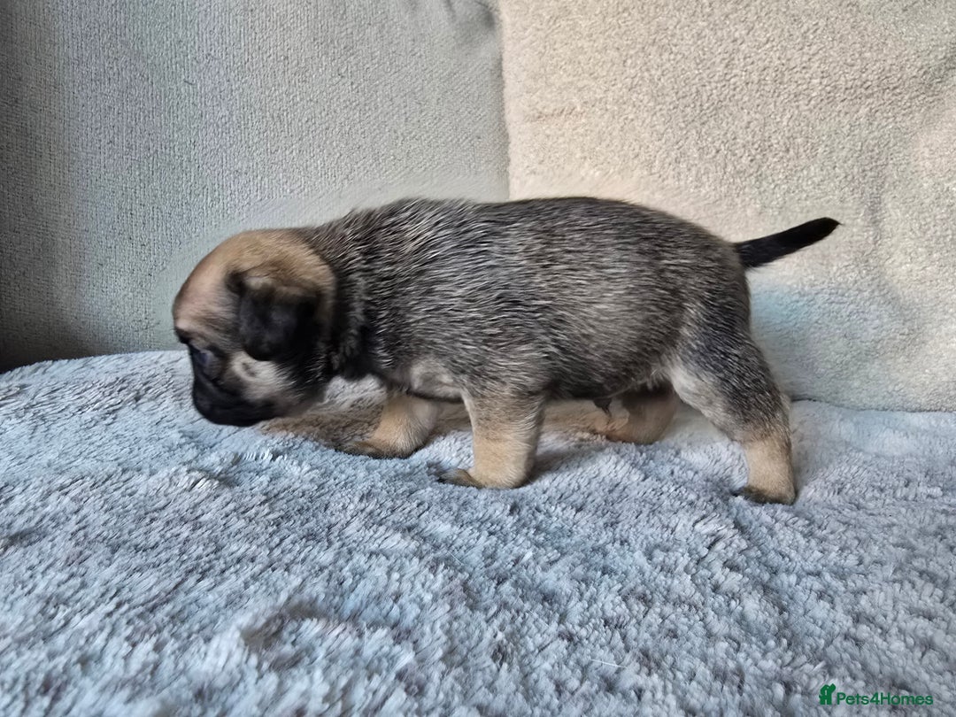 Pug dogs for sale: Beautiful Pug Puppies  - Advert 16