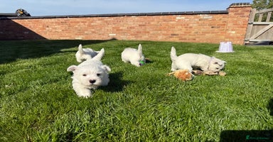 West Highland Terrier dogs - Advert 5