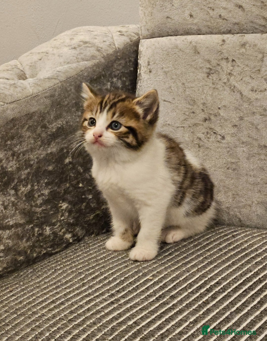 Mixed Breed cats for sale: Beautiful British shorthair kittens - Image 5