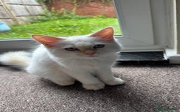 Ragdoll cats for sale: Balinese/ragdoll mix kittens  - Image 3