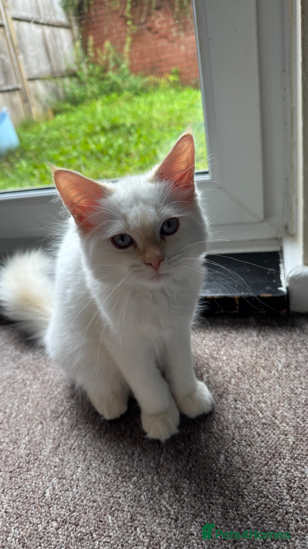 Ragdoll cats for sale: Balinese/ragdoll mix kittens  - Image 3