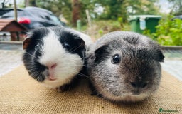 Guinea Pig rodents for sale: Bonded pair female guinea pigs - Image 2