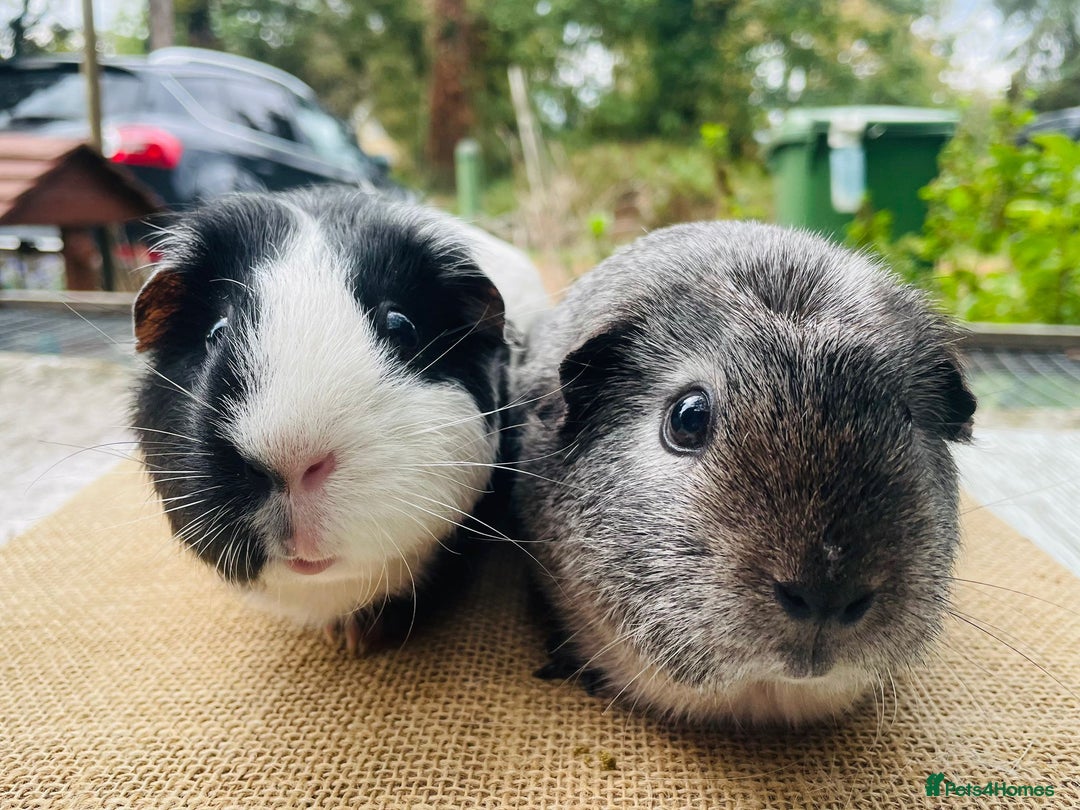 Guinea Pig rodents for sale: Bonded pair female guinea pigs - Image 2