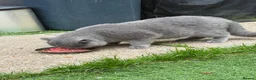 British Shorthair cats for stud: 💙 British Shorthair Blue Stud Service 💙 - Advert 10