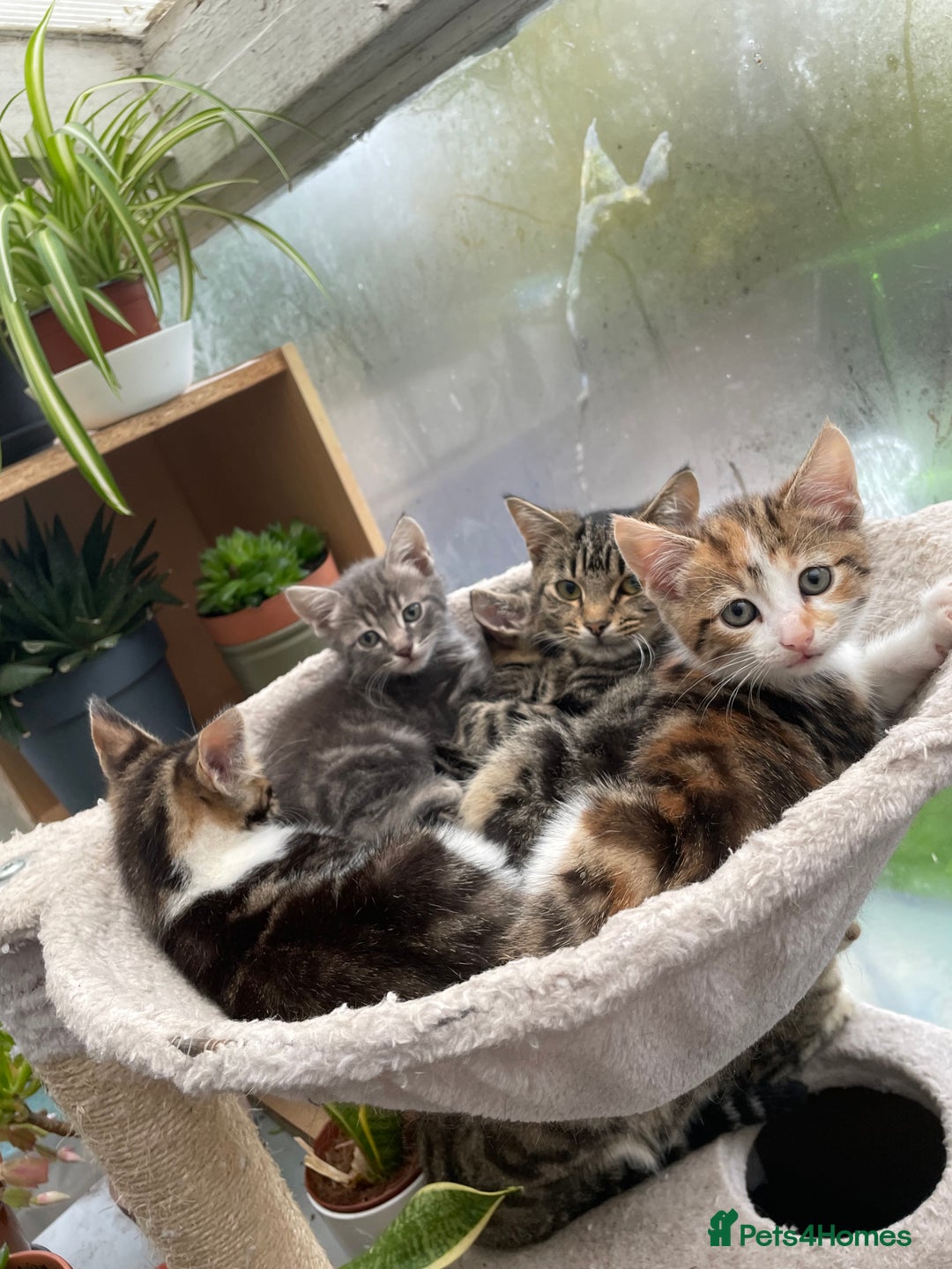 Domestic Shorthair cats for sale: 2 boys 1 female cats  - Advert 7