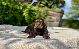 Cocker Spaniel dogs for sale: Black Tan and Chocolate Tan Show Cocker Spaniels  - Image 12
