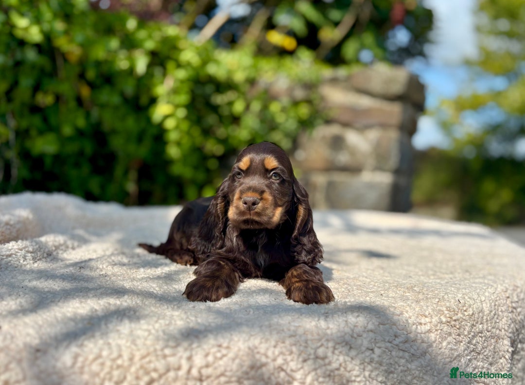 Cocker Spaniel dogs for sale: Black Tan and Chocolate Tan Show Cocker Spaniels  - Image 12