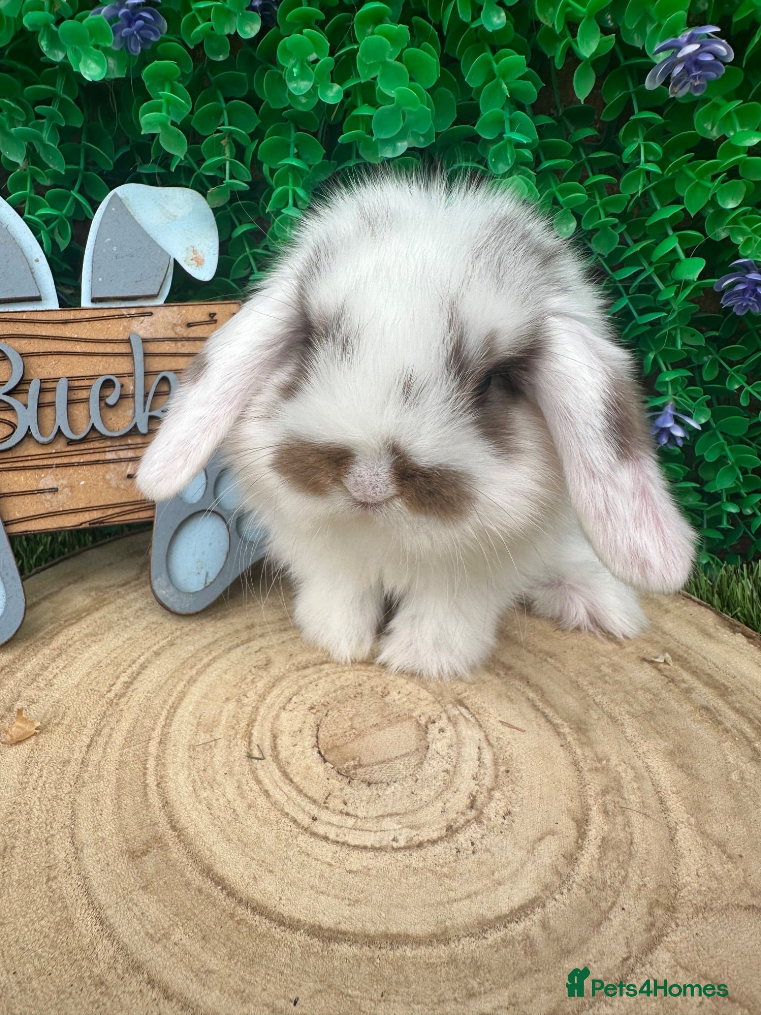 Mini Lop rabbits Beautiful purebred mini lops ready now 😍 - Advert 2