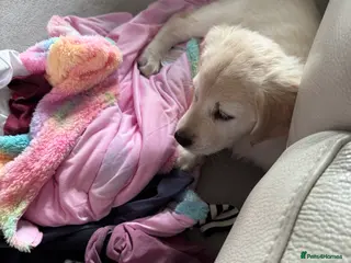 Golden Retriever dogs Female golden retriever puppy - Advert 6