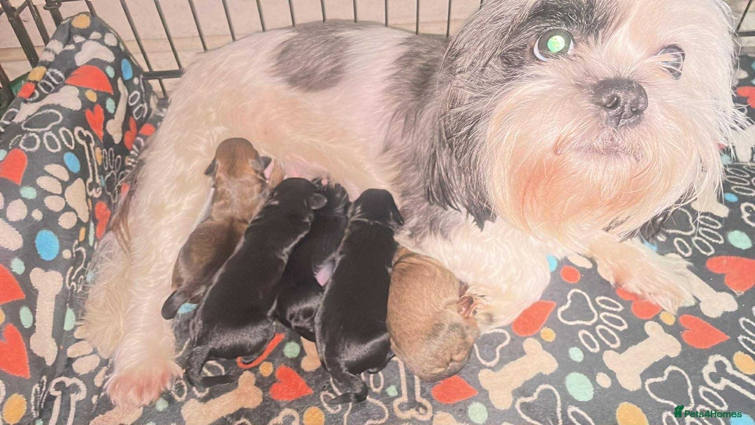 Shihpoo dogs for sale: Adorable boys  - Advert 1