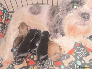 Shihpoo dogs Adorable boys - Advert 3