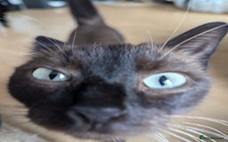 Burmese cats for sale: Freya - Image 2