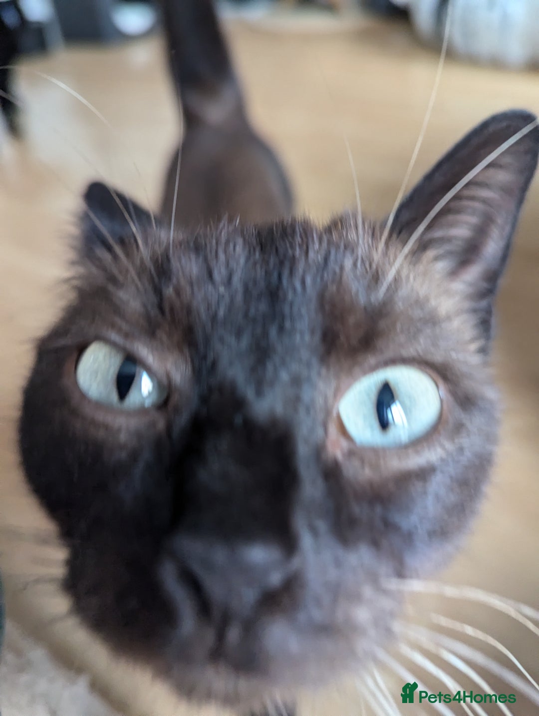 Burmese cats for sale: Freya - Image 2