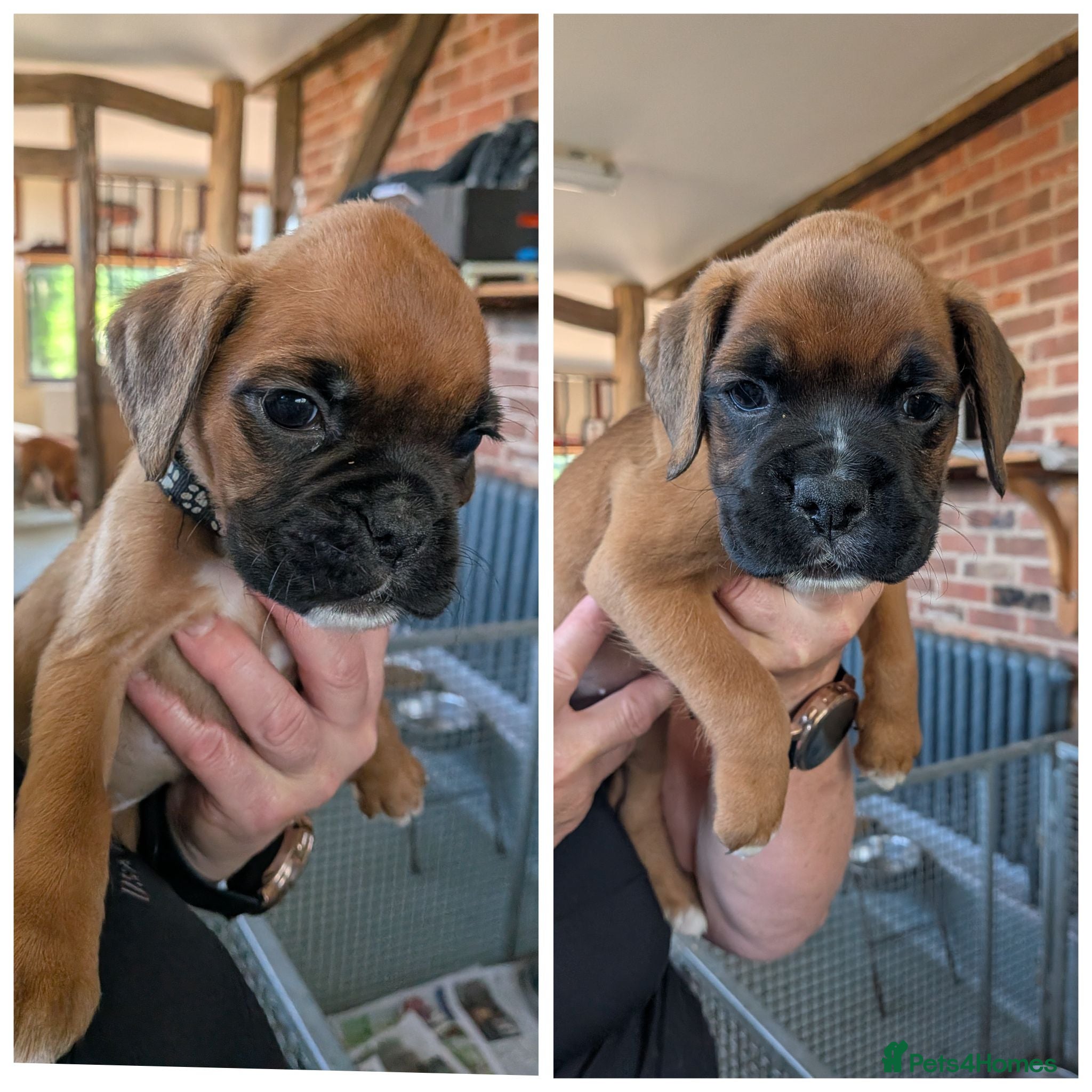 Boxer dogs Red KC registered boxer puppies  - Advert 1