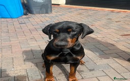 Dobermann dogs for stud: 🌟Beautiful European Doberman Stud🌟 in Walsall - Image 1
