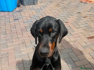 Dobermann dogs 🌟Beautiful European Doberman Stud🌟 in Walsall - Advert 1