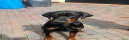Dobermann dogs for stud: 🌟Beautiful European Doberman Stud🌟 in Walsall - Advert 1