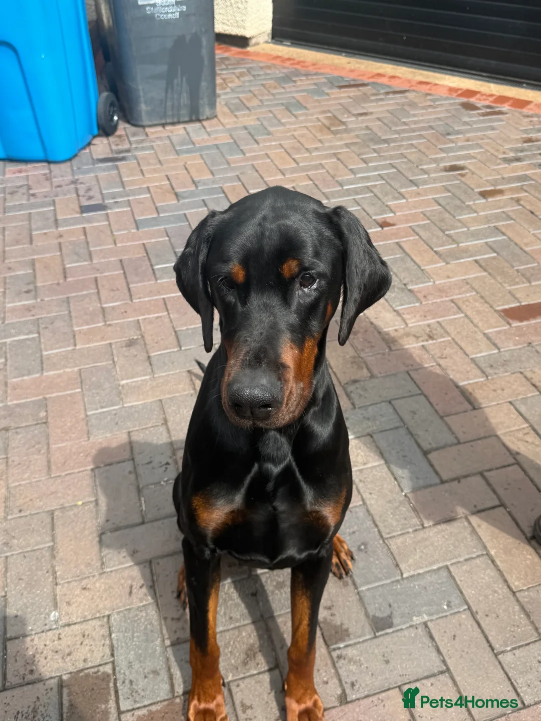Dobermann dogs for stud: 🌟Beautiful European Doberman Stud🌟 in Walsall - Advert 1