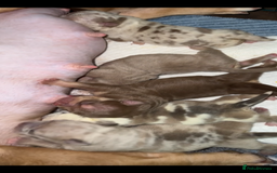 American Bully dogs for sale: Beautiful litter of 5 pocket bullies  - Image 2