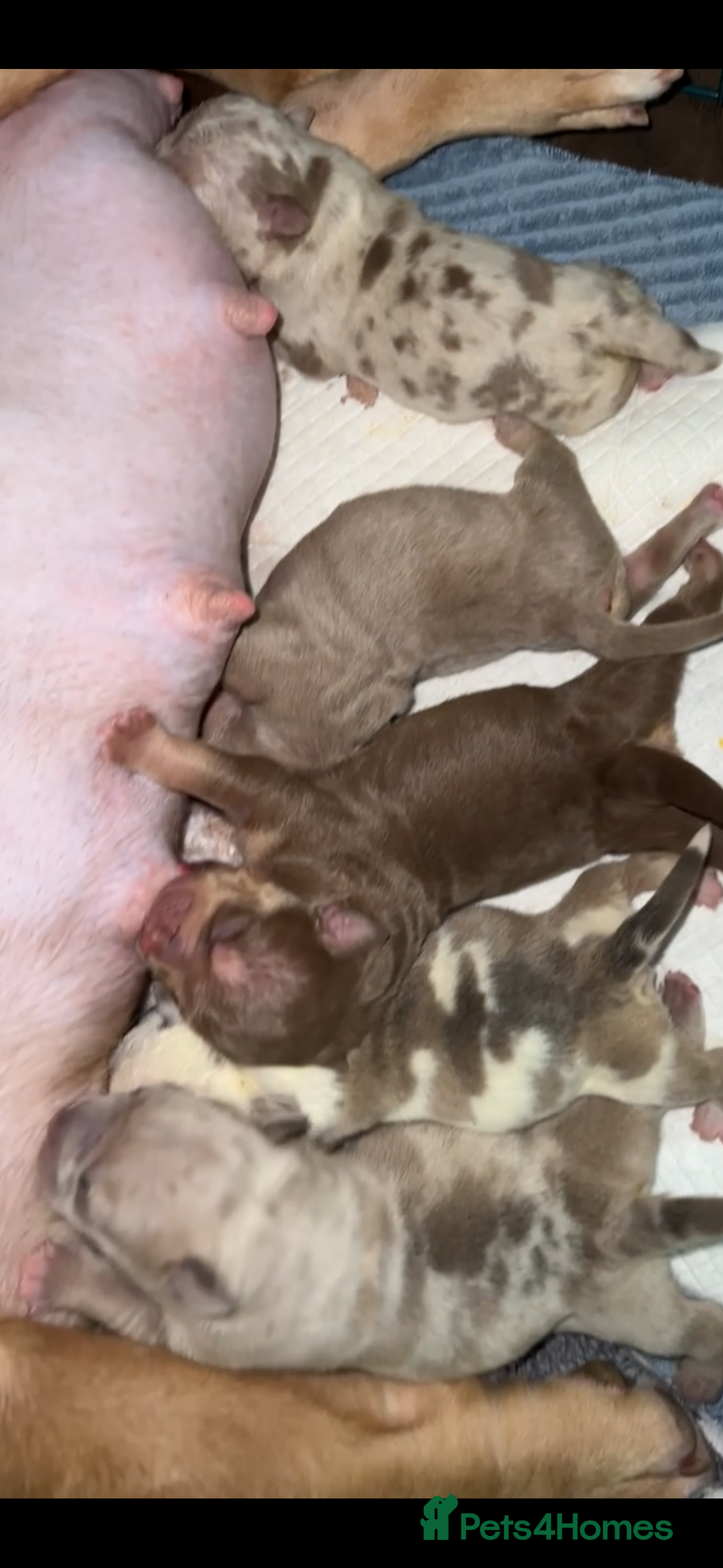 American Bully dogs for sale: Beautiful litter of 5 pocket bullies  - Image 2