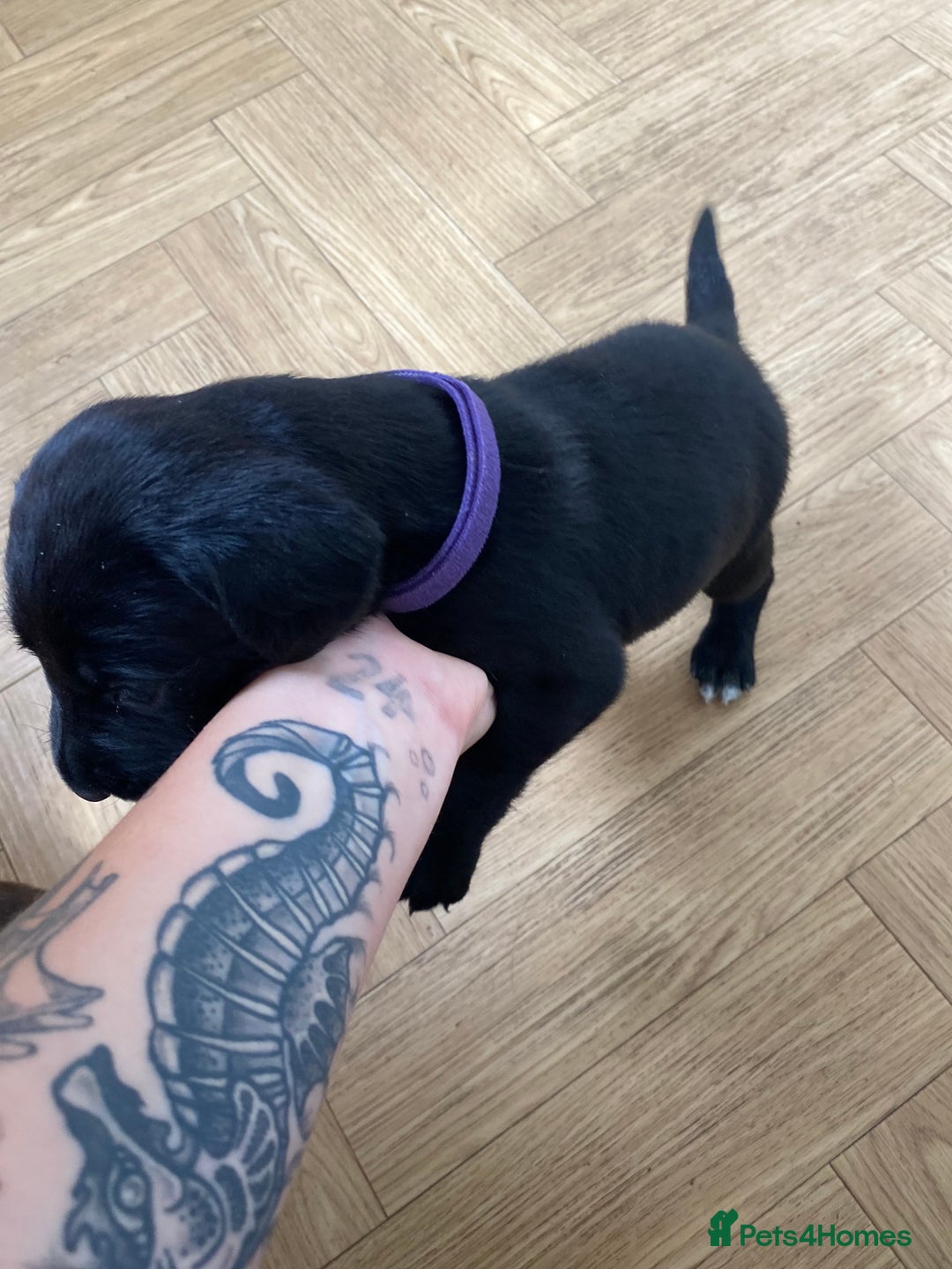 Mixed Breed dogs for sale: Beautiful pointer lab puppies!  - Image 27