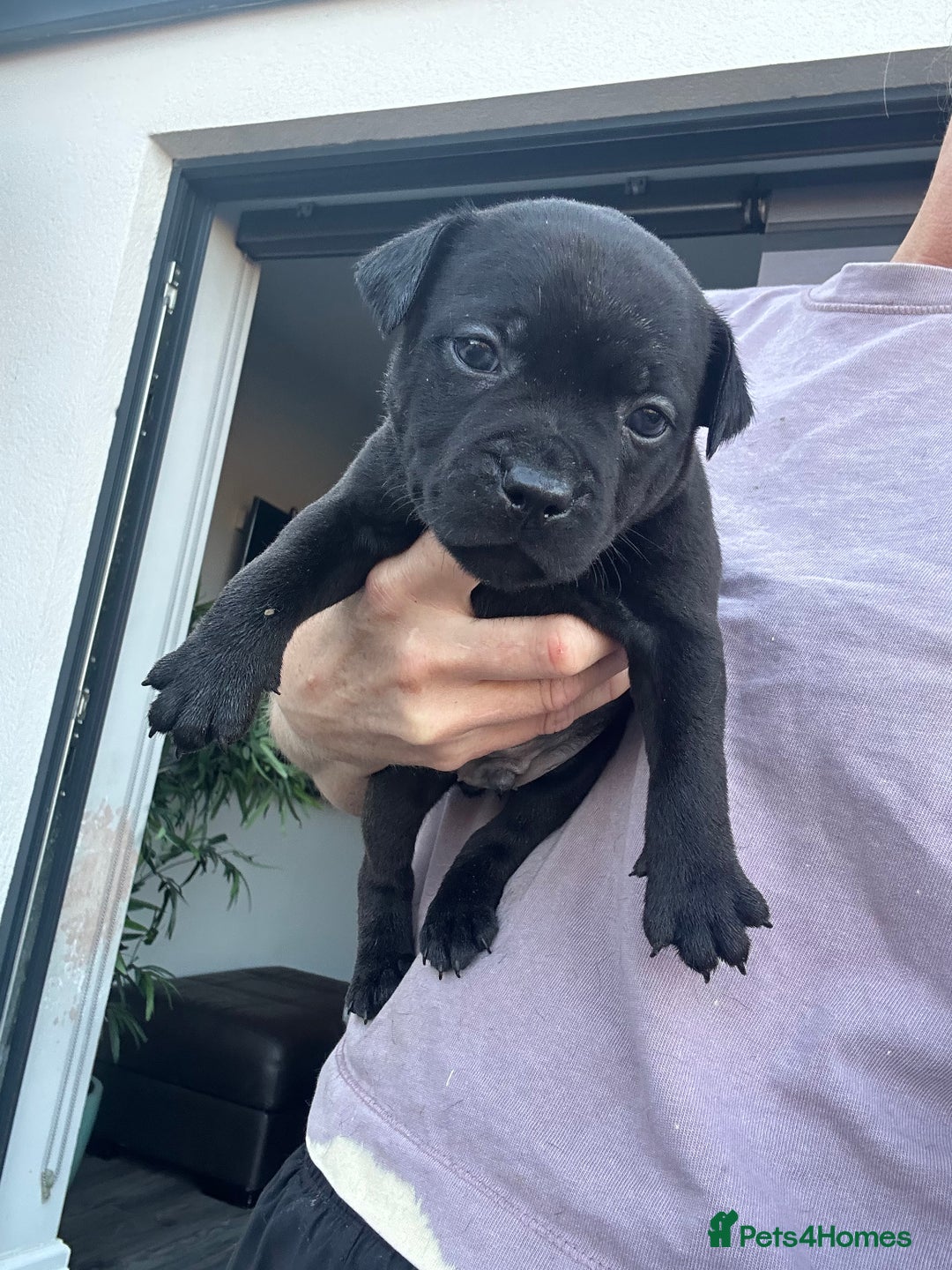 Staffordshire Bull Terrier dogs for sale: 🔥 Stunning Staffordshire Bull Terriers 🔥 - Image 9