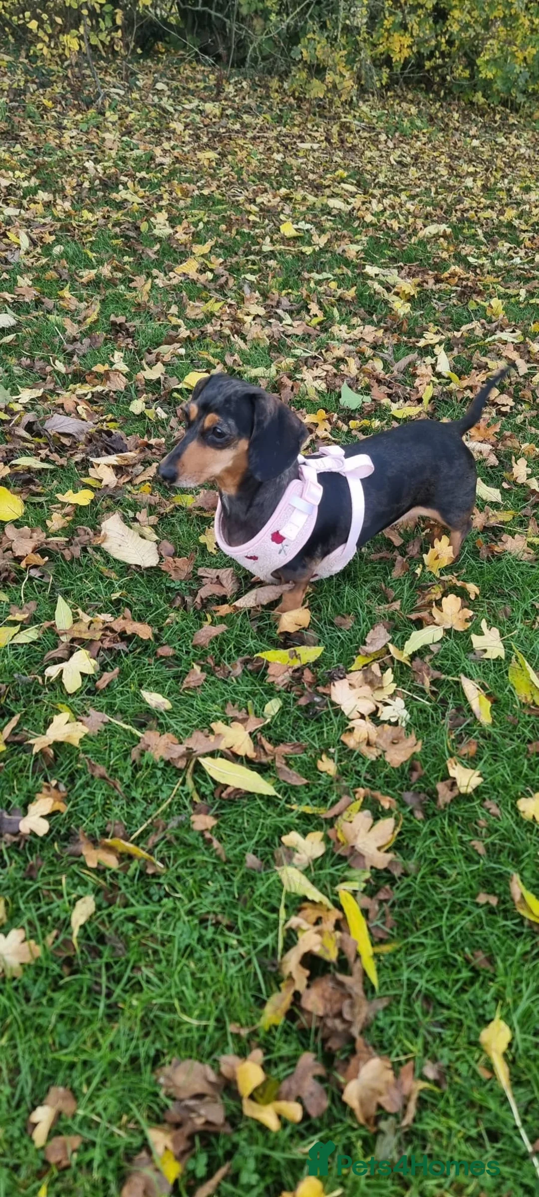 Dachshund dogs for sale: Miniature chocolate dapple boy  in Leicester - Advert 5