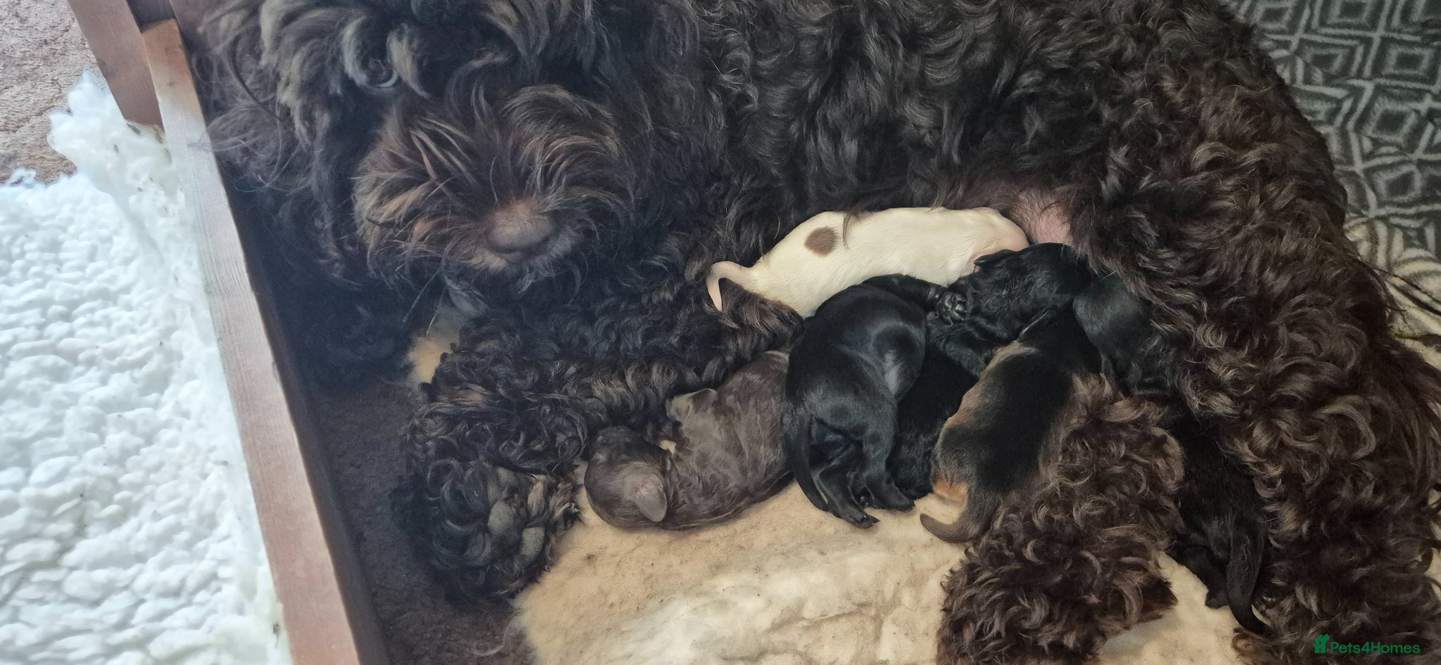 Cockapoo dogs 6 beautiful cockapoo puppies - Advert 2