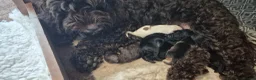 Cockapoo dogs for sale: 6 beautiful cockapoo puppies - Advert 2