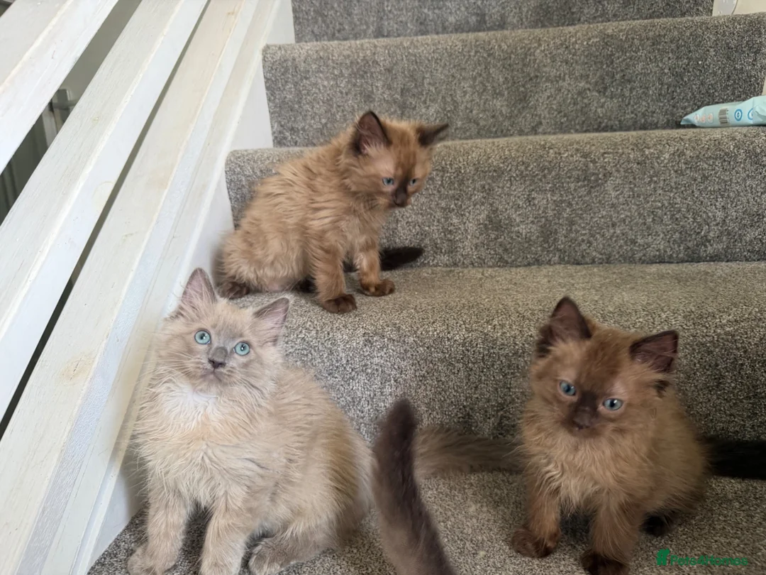 Ragdoll cats for sale: Tica Registered Mink Ragdolls - Advert 1