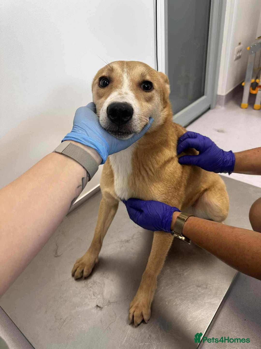 Mixed Breed dogs for adoption: Timid Barney looking for his perfect home!  - Advert 7