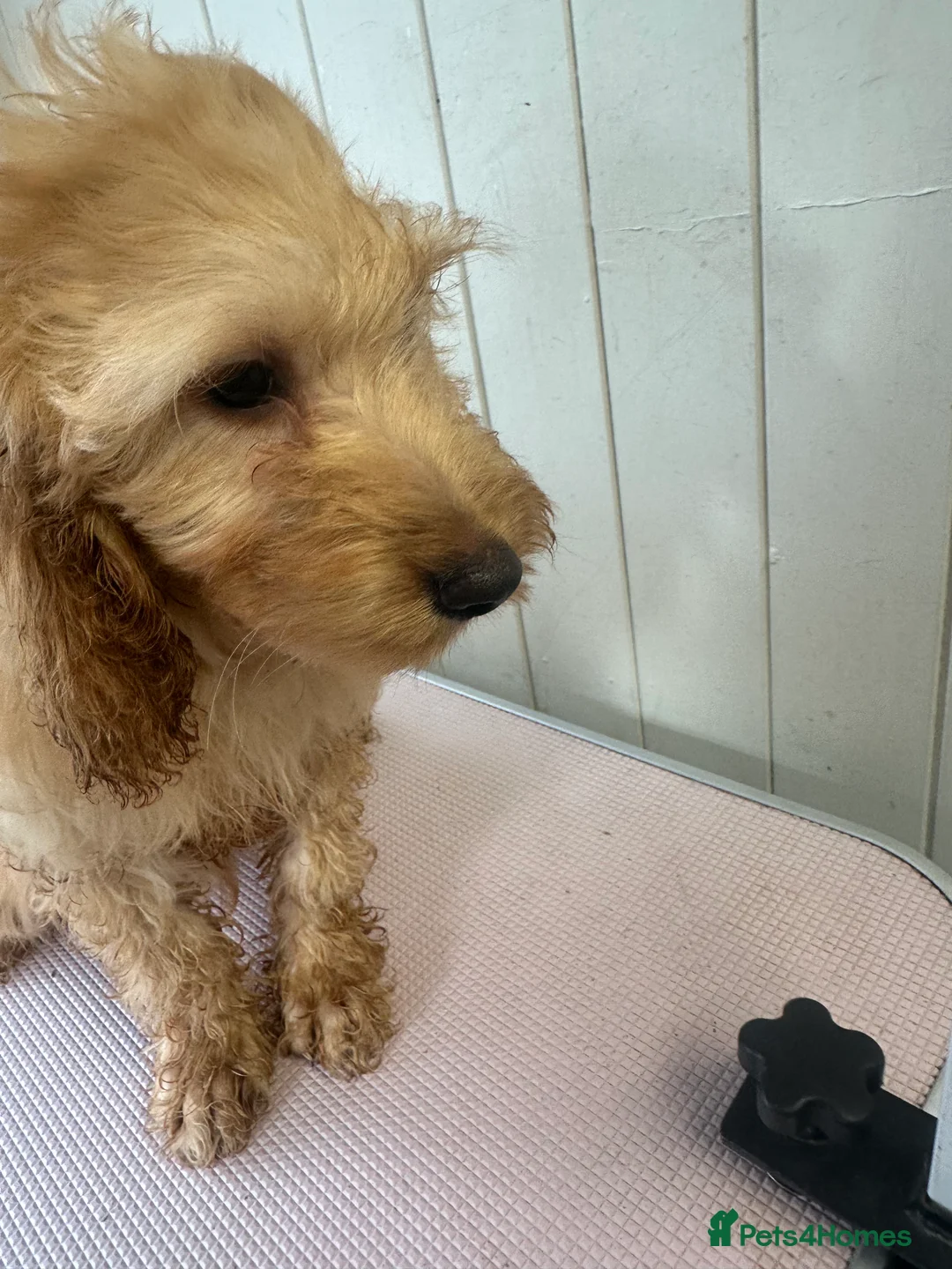 Mixed Breed dogs for sale: Adorable pups  in Eastleigh - Advert 7