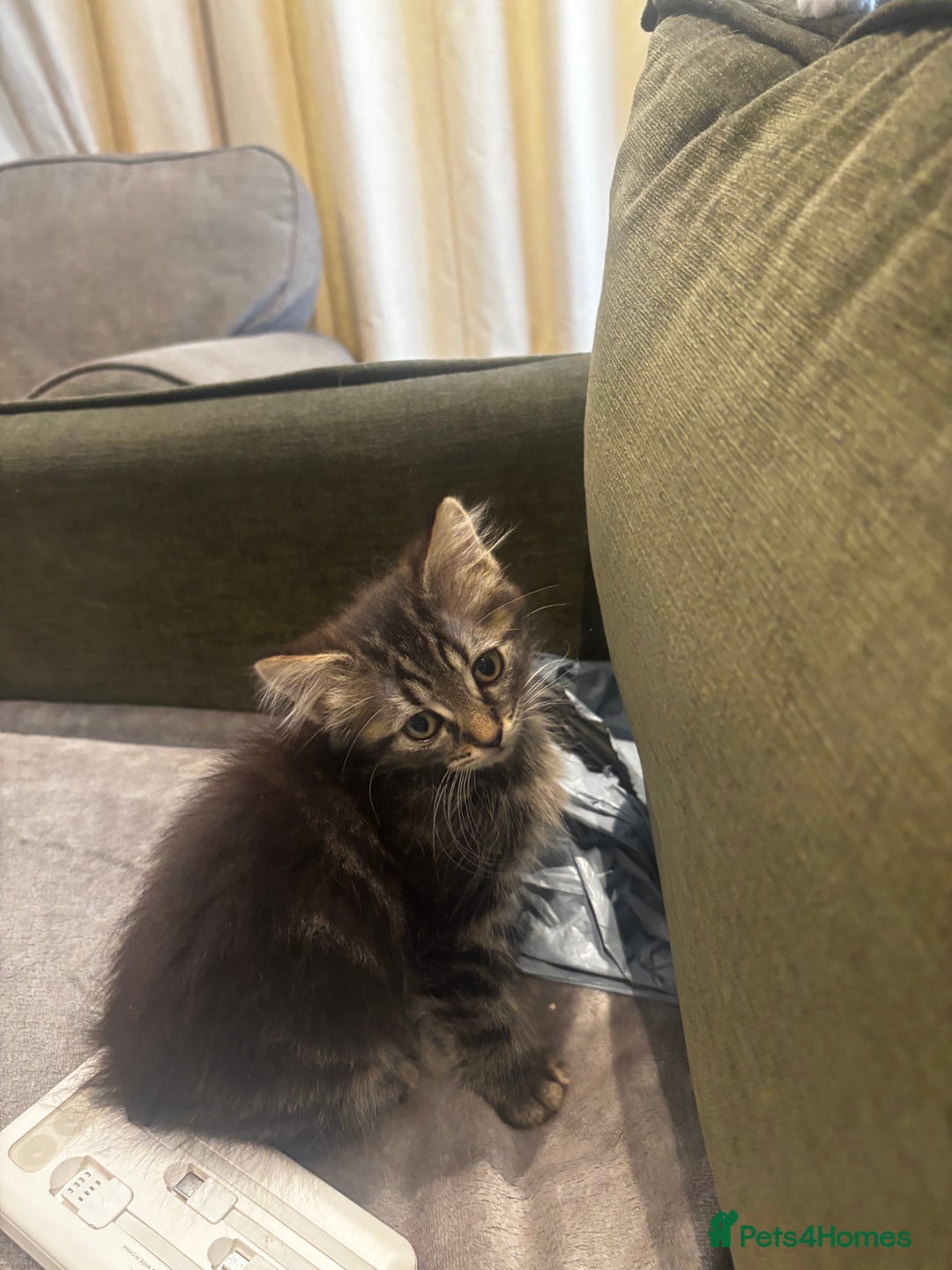 British Shorthair cats for sale: Charming British Shorthair-Siberian Mix kitten - Image 1