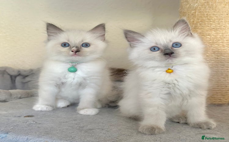 Ragdoll cats - Advert 3