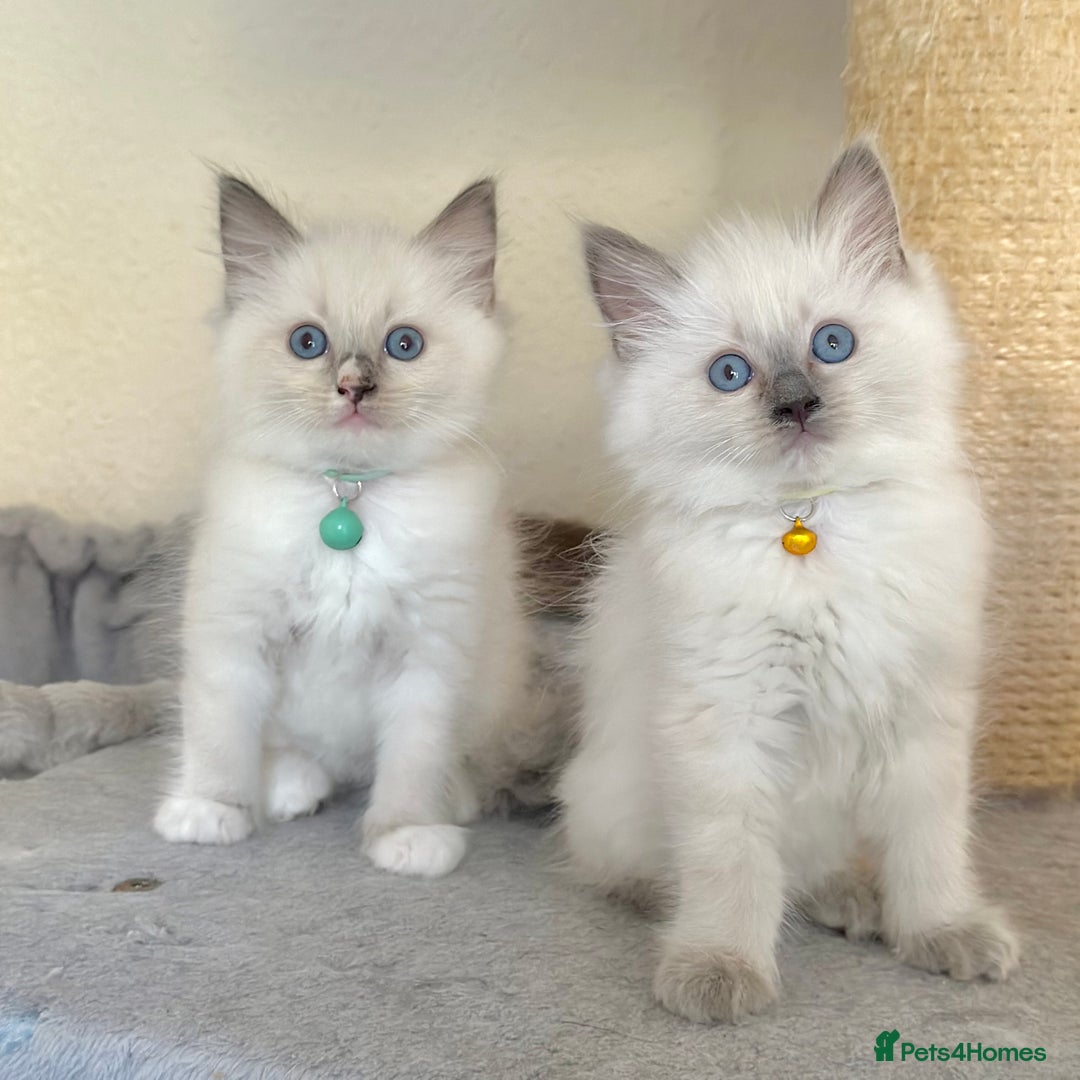 Ragdoll cats for sale: Gentle, Affectionate, Cuddly, Playful Kittens - Image 4