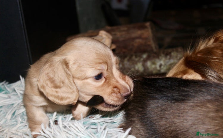 Miniature Dachshund dogs KC registered miniature dachshunds  - Advert 3