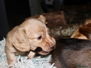 Miniature Dachshund dogs KC registered miniature dachshunds - Advert 9