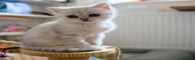 Scottish Fold Girl
