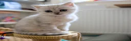 Scottish Fold cats for sale: Beautiful Scottish Fold Girl – £650 - Advert 3