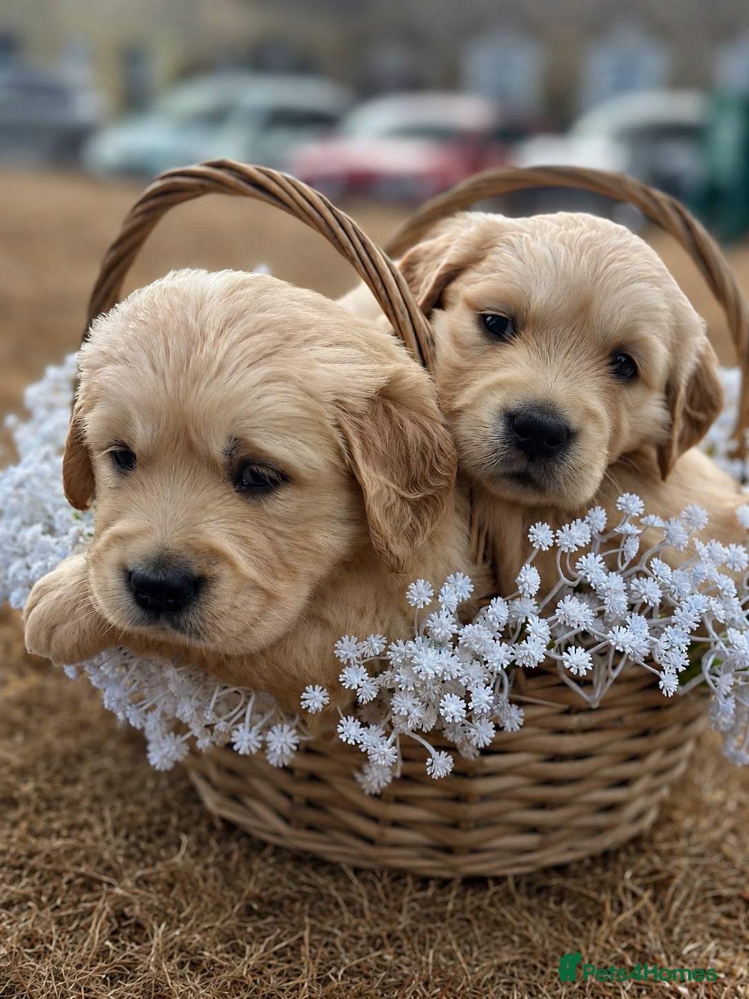 Golden Retriever dogs Available from Setember Golden Retrievers  - Advert 16