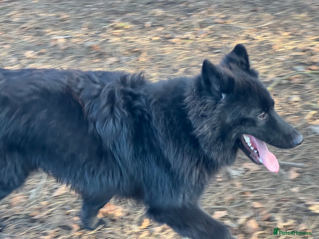 German Shepherd dogs for stud: Solid Black Long Coat German Shepherd Dog at Stud - Advert 2