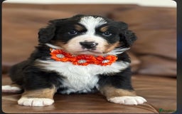 Bernese Mountain Dog dogs for sale: 9 months old girl KC  - Image 1