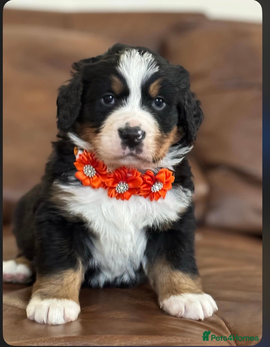 Bernese Mountain Dog dogs for sale: 9 months old girl KC  - Image 1