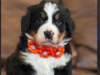 Bernese Mountain Dog dogs - Advert 2