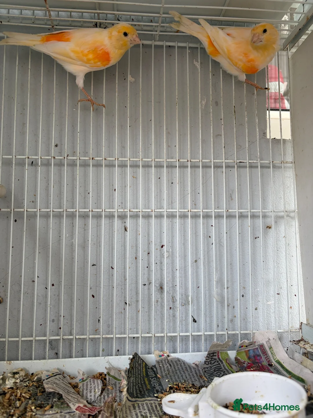 Canaries birds for sale: 2026 mosaic canaries  in Liverpool - Advert 7