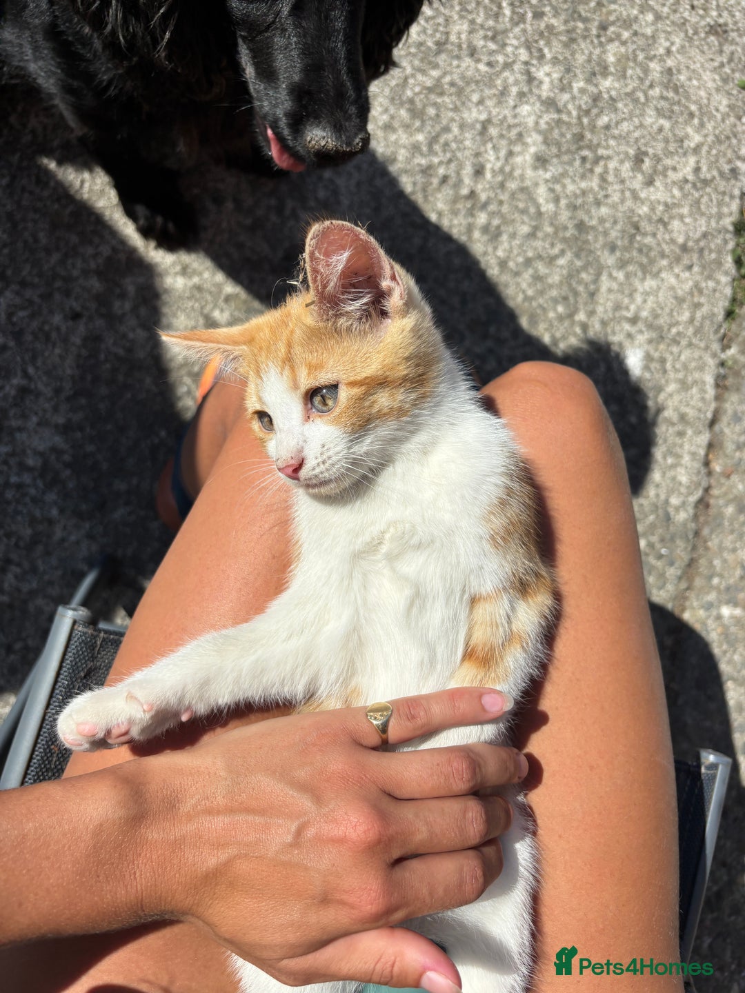 British Shorthair cats for sale: Male ginger and white kitten  - Image 2