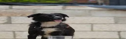 Mixed Breed dogs for adoption: Meet Dragon, currently residing in Nottingham  in Nottingham - Advert 3