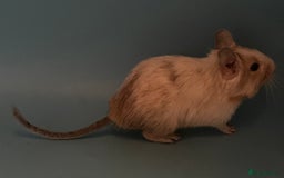 Degus rodents for sale: Baby degus - Advert 8